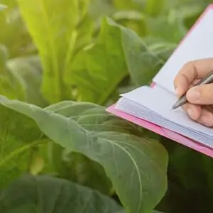 Pós Graduação em Gestão De Agronegócio EAD