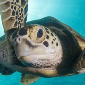 Ecologia E Biodiversidade